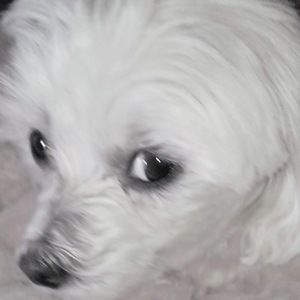 Meet your Posher, S & t